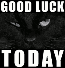Friday13 Black Cat GIF - Friday13 Black Cat Cat GIFs