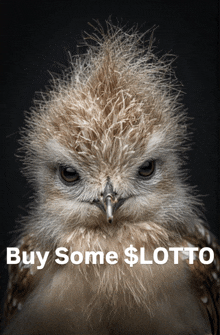 a picture of an owl with the words buy some $ lotto written below it