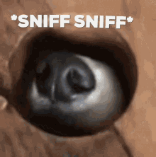 Nose Cute GIF - Nose Cute Dog GIFs