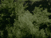 a silver object is flying through the air in front of trees