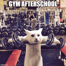 a cat is lifting dumbbells in a gym and the caption says gym afterschool