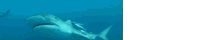 a close up of a shark swimming in the ocean
