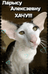 a black and white cat is surrounded by hearts and the words " larsicy alekcsebhy hacuy !!! "