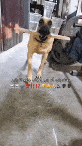 Dog With Cup GIF