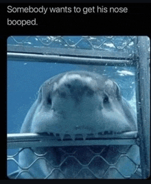 a picture of a shark in a cage that says somebody wants to get his nose booped