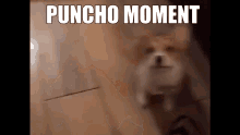 Puncho Puncho Moment GIF - Puncho Puncho Moment GIFs