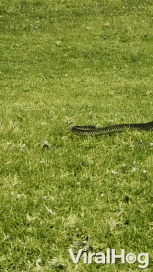 scary fast hunting snake slithering