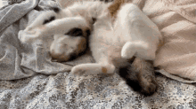 Cat Sleepy GIF - Cat Sleepy Confused GIFs
