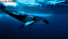 a whale is swimming in the ocean with the words sanda media written on the bottom