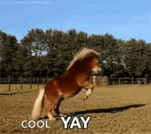Horse Yay GIF - Horse Yay Cool GIFs