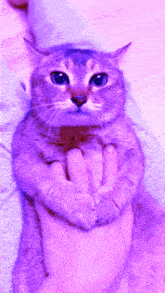 Tole Tole Cat GIF - Tole Tole Cat Purple GIFs