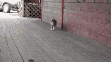 Swag Stepping GIF - Swag Cat Walk GIFs
