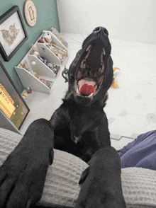 a black dog is yawning in front of a framed picture of a cat and a sign that says international diva