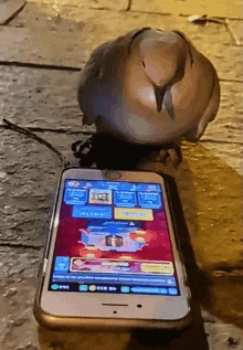 Pigeon Clash Royale GIF - Pigeon Clash Royale Speaking GIFs