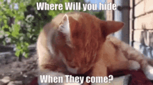 Cat Cats GIF - Cat Cats Hide GIFs
