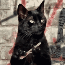 Tobias Black Cat GIF - Tobias Black Cat Nail File GIFs