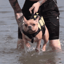 Dogs Swimming GIF - Dogs Swimming Beach GIFs