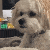 a small white dog is laying on a blanket in front of a computer monitor
