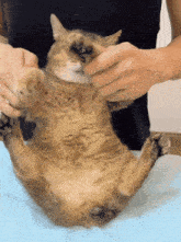 a person is holding a cat on its back with their hands
