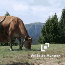 Montbéliarde Hohneck GIF - Montbéliarde Hohneck Massif Des Vosges GIFs