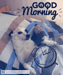 Surinka Good Morning GIF - Surinka Good Morning Dog GIFs