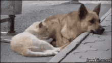 Scuze GIF - Dog Cat Cuddle GIFs