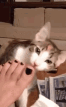 Shocked Cat GIF - Shocked Cat Shocked Cat GIFs