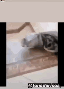 Cat Rolling Down GIF - Cat Rolling Down Lazy GIFs