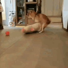two dogs are playing with a ball on the floor in a living room .