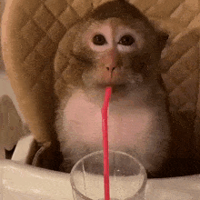 a monkey is drinking through a pink straw from a glass