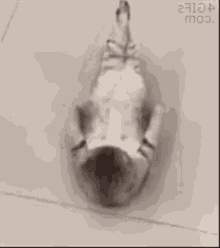 a black and white photo of a dog laying on its back .