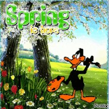 Looney Tunes Daffy Duck GIF - Looney Tunes Daffy Duck Spring GIFs