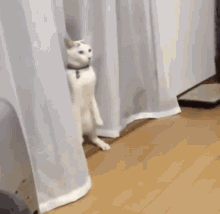 Normal Cat Cat Normal GIF - Normal Cat Cat Normal Cat Walk GIFs
