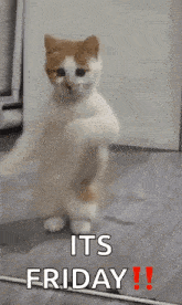 Dancing Cat Dance GIF