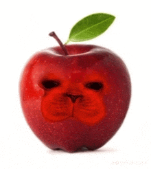 a red apple with a cat 's face painted on it .