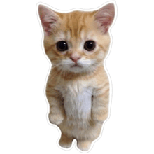 an orange and white kitten is standing on its hind legs
