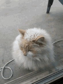 Cat Confused Cat GIF - Cat Confused Cat GIFs
