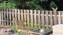 Viralhog Deer GIF - Viralhog Deer Jump Fail GIFs