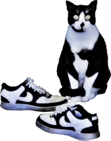a black and white cat sitting next to a pair of nike sneakers