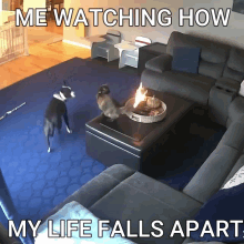 Suiji My Life GIF - Suiji My Life Cat On Fire GIFs