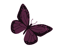 butterfly purple butterfly freedom pretty nature