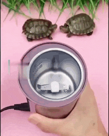 Turtle Insanity GIF - Turtle Insanity Crustacean Gaming GIFs