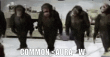 a group of monkeys are walking in a line with the words common aura w above them
