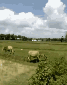 Hey There Cows GIF - Hey There Cows Lol No GIFs
