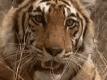 Tiger GIF