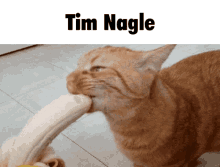 Tim Nagle Cat GIF - Tim Nagle Cat Banana GIFs