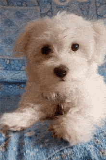 Nivea Maltese GIF - Nivea Maltese Puppy GIFs