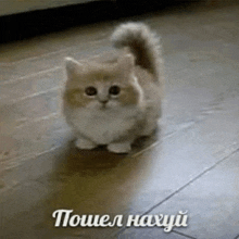 a small kitten is sitting on a wooden floor with a caption in russian .