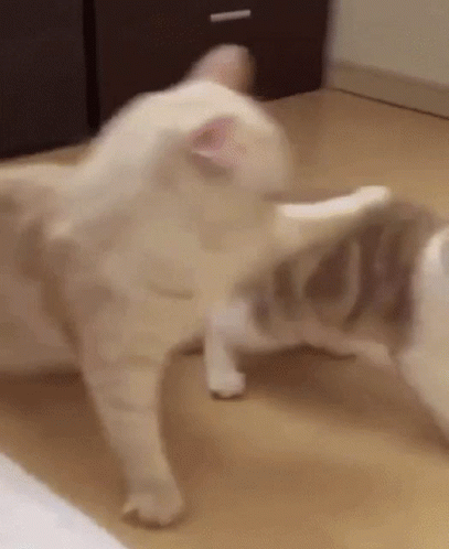 Mad Cat GIF - Mad cat - Discover & Share GIFs