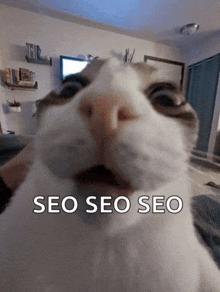a close up of a cat 's face with the words seo seo seo on the bottom